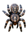 Leitold Vogelspinne