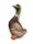 Center Point Stockente